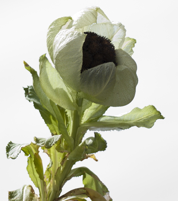 Snow Lotus Flower